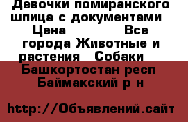 Девочки помиранского шпица с документами › Цена ­ 23 000 - Все города Животные и растения » Собаки   . Башкортостан респ.,Баймакский р-н